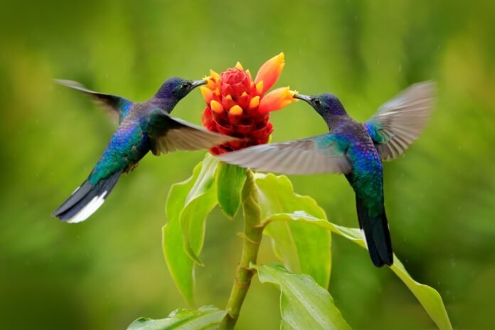Are Birds Mammals? Discover the Truth About Our Feathered Friends